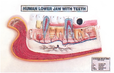 HUMAN LOWER JAW WITH TEETH